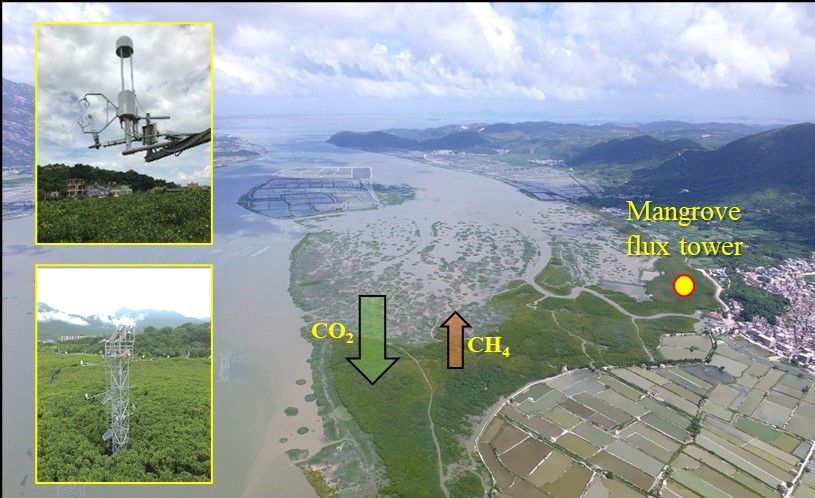 观测研究揭示少雨干旱降低红树林湿地二氧化碳吸收与甲烷排放