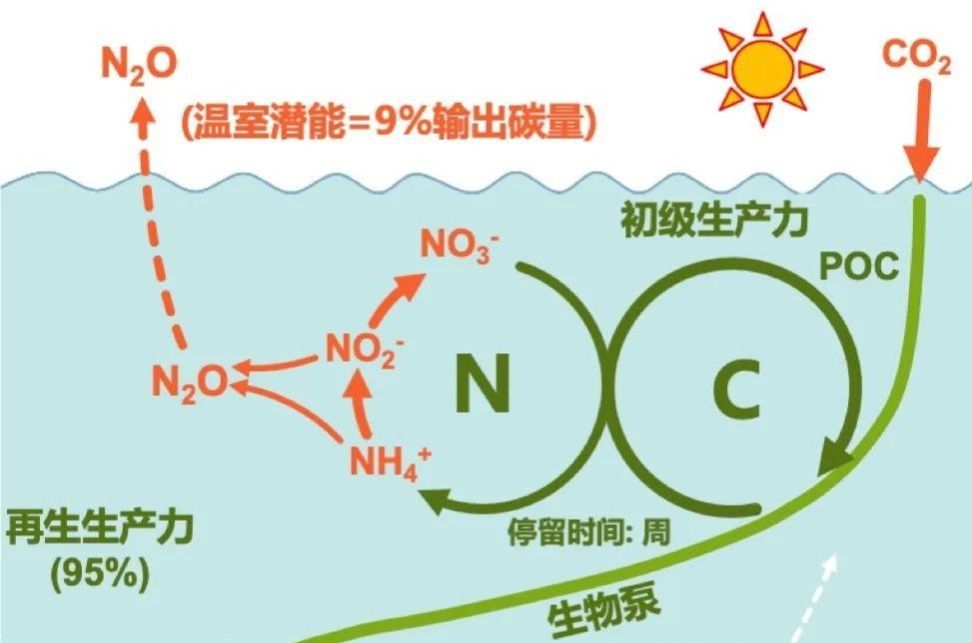 高树基团队在Nature Geoscience上发表成果揭示海洋生物泵调控的碳、氮复合气候效应