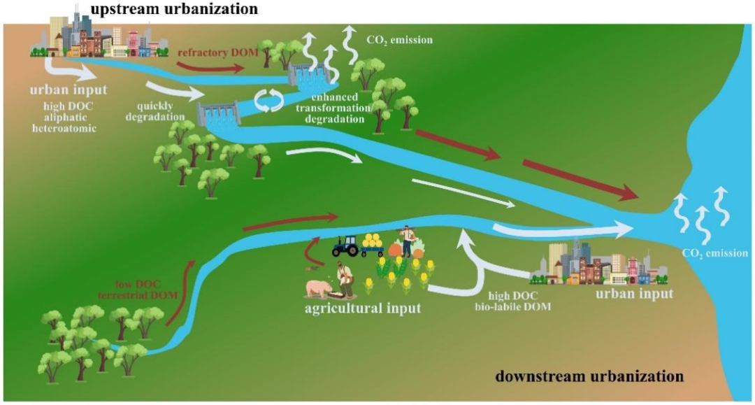 科研进展 | 流域土地利用空间格局对河流入海DOM组成与通量的调控机制