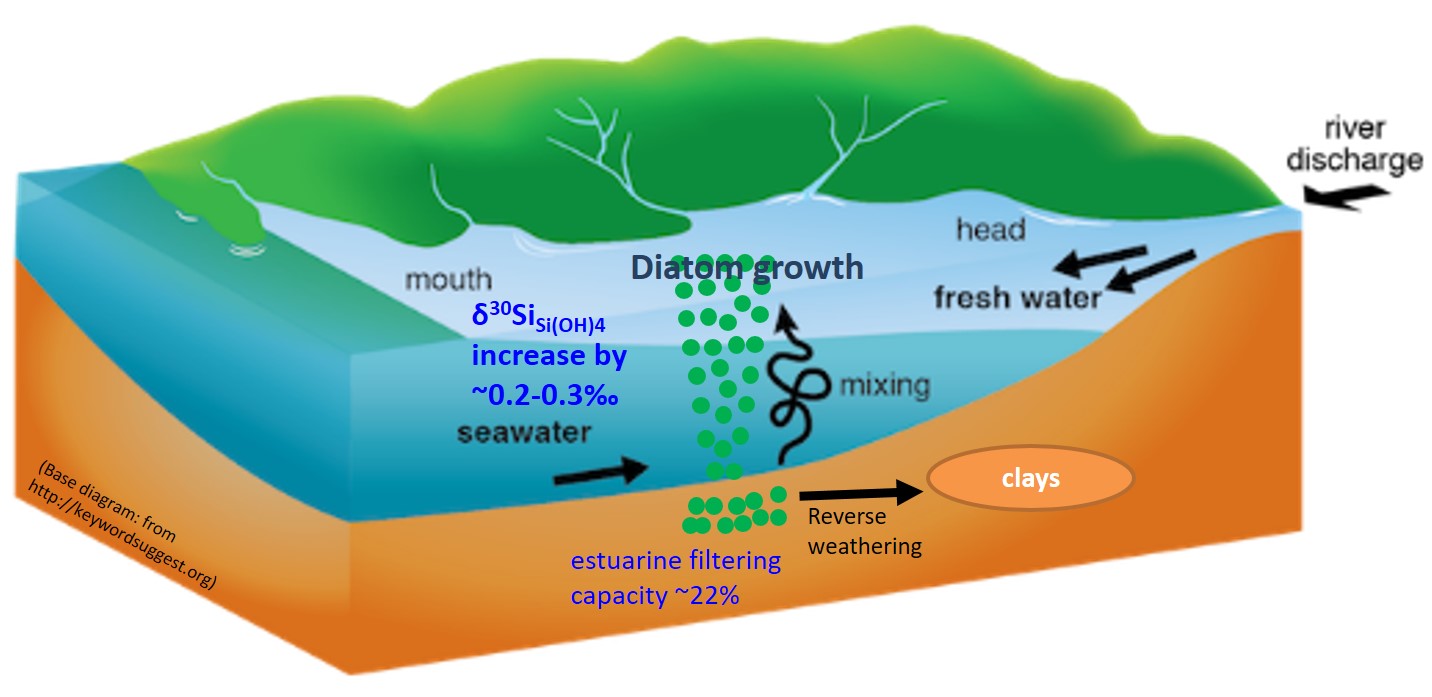 大河河口硅稳定同位素动态变化Dissolved silicon isotope dynamics in large river estuaries