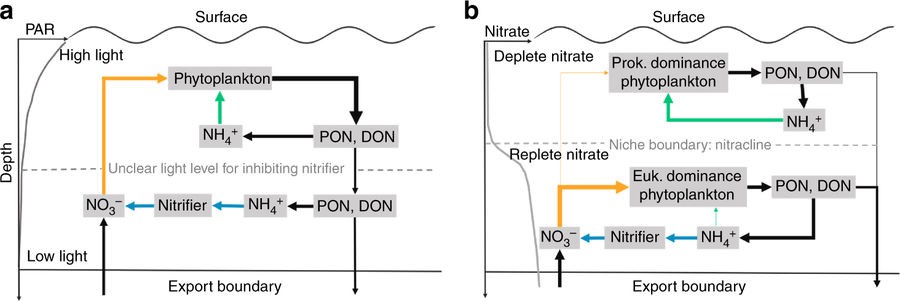 环境硝酸盐浓度调控海洋真光层氨氮的归宿